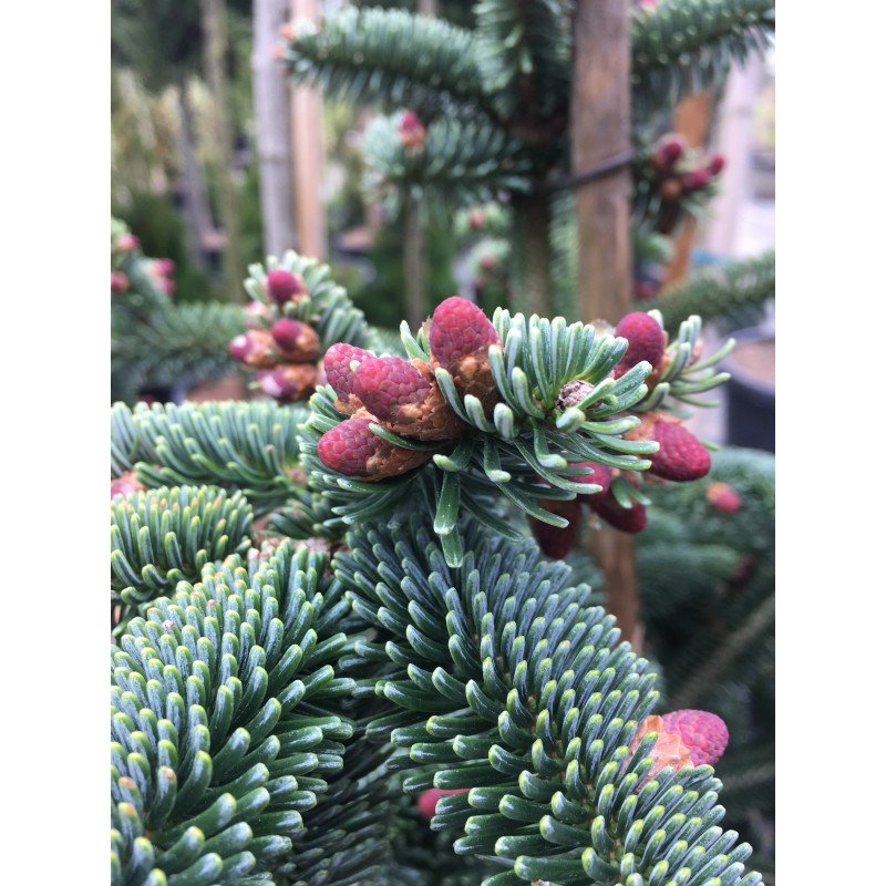 Brad Algerian 1.00 m - 1.30 m / Abies numidica