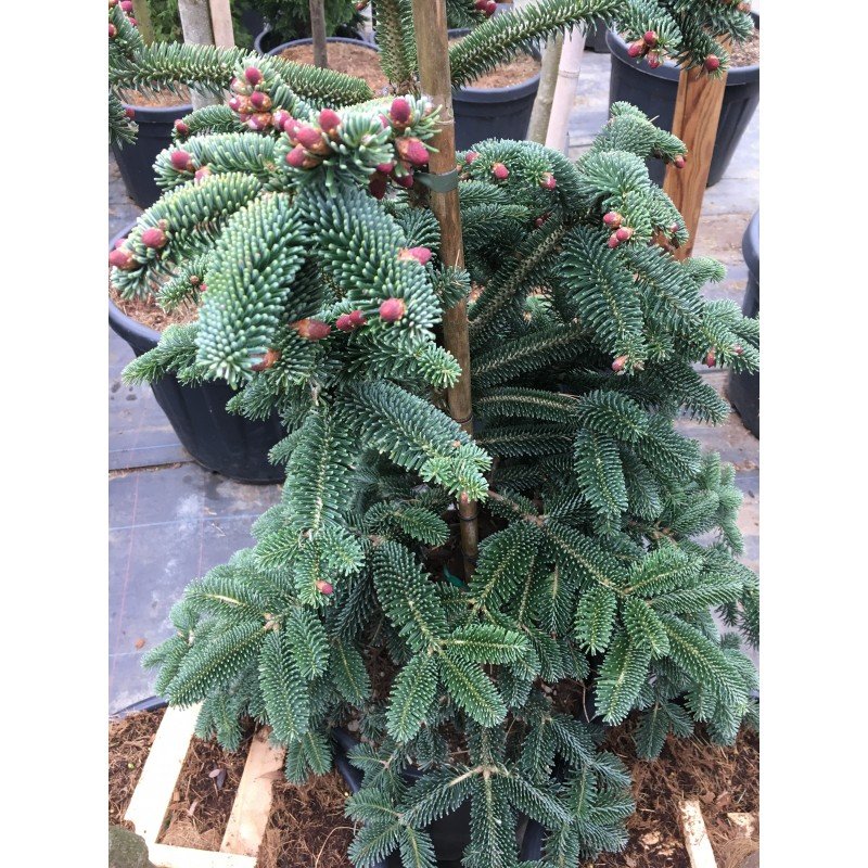 Brad Algerian 1.00 m - 1.30 m / Abies numidica