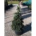 Brad Algerian 1.00 m - 1.30 m / Abies numidica